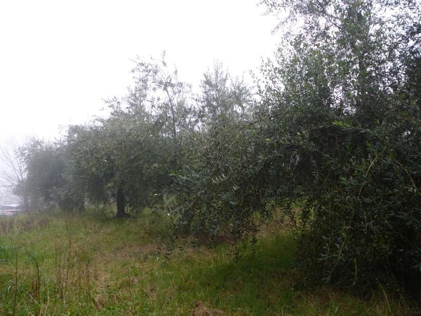 B&B A Casa Di Mael San Costanzo Kültér fotó